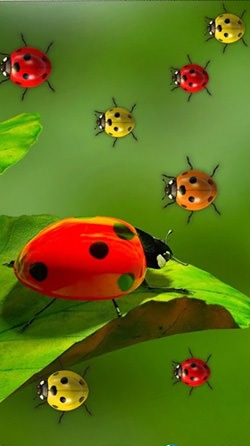 Download Free Android Wallpaper Ladybugs - 3996 