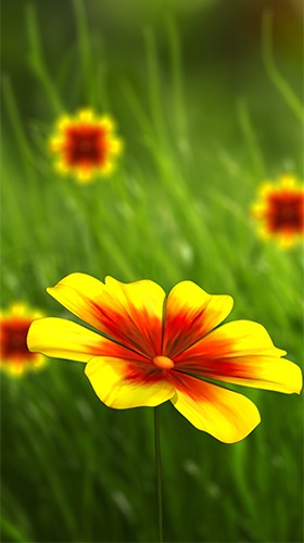 Android Wallpaper Flower 360 3D