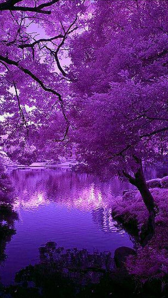 Purple tree Wallpapers Download | MobCup